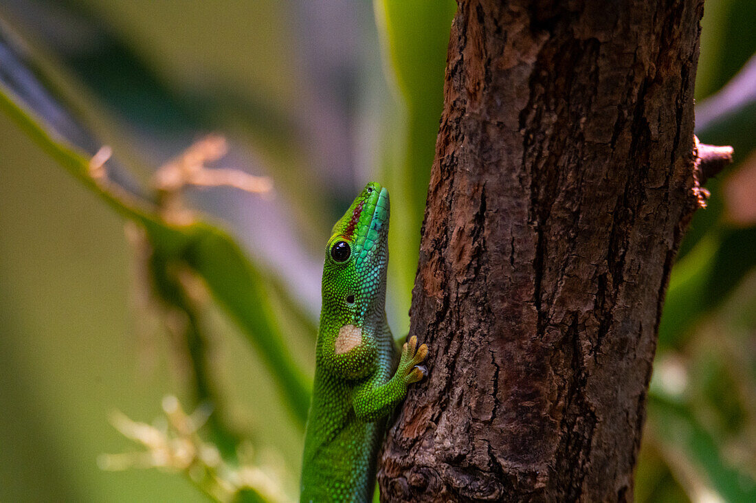 Madagaskartaggecko (Phelsuma madagascariensis), Zoo Hellbrunn, Salzburg, Oesterreich