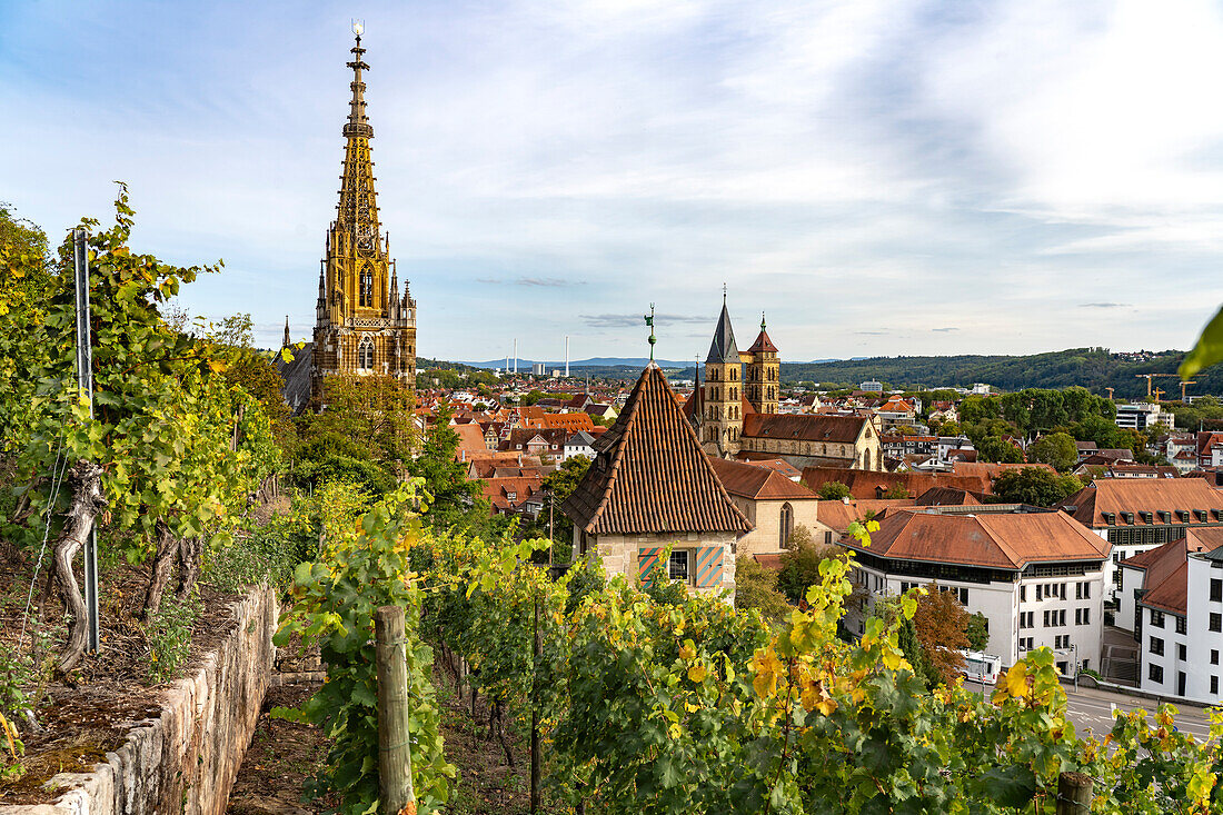 Vineyard, Neckarhaldentor, Frauenkirche and parish church of St. Dionys in Esslingen am Neckar, Baden-Württemberg, Germany