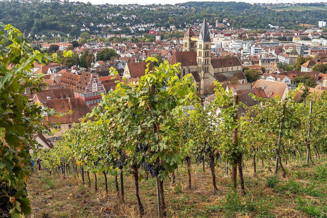 View over a vineyard to Esslingen with the parish church of St. Dionys, Esslingen am Neckar, Baden-Württemberg, Germany