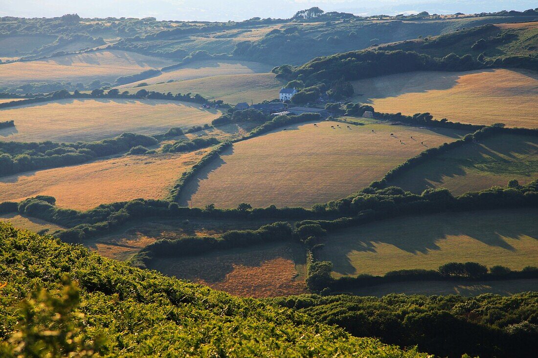 Blick auf eine typische englische Landschaft mit Hecken, Cornwall, England, Großbritannien