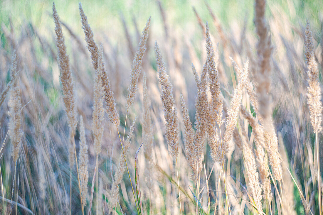 Close up of cane plant on the lake shore