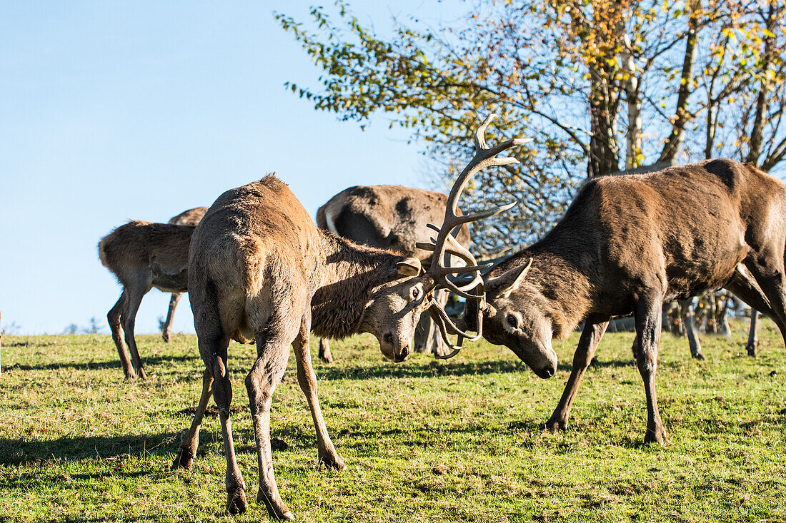 Augsburg, Western Forests Nature Park, with a herd of deer, in a showdown, Bavaria