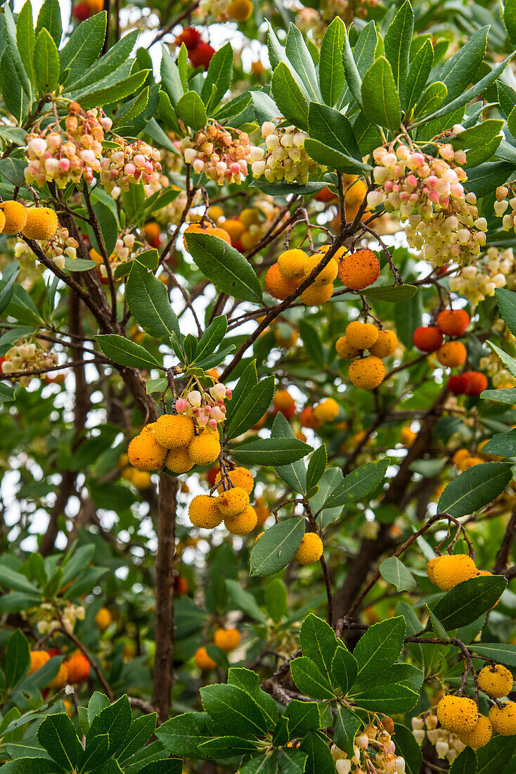 Baum Erdbeeren, Erdbeerbaum, westlicher Hagapfel, Landbeere, Meerkirsche oder Sandbeere, seltene Frucht, im Küstengebirge der Costa Blanca, Herbst, Spanien