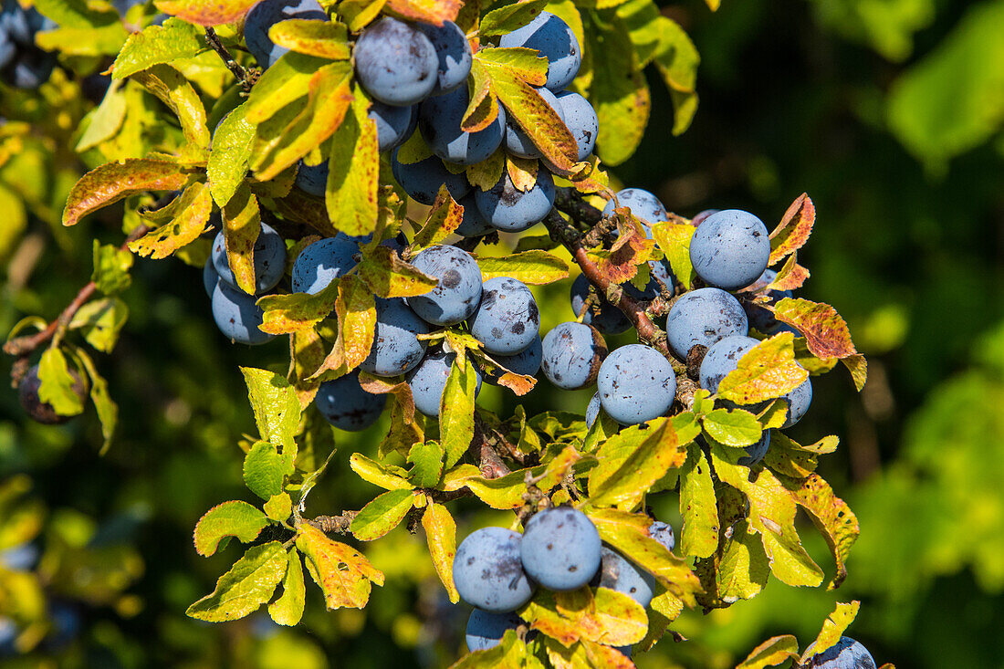 Autumn, blackthorn, ripe fruit, for burning sloe spirit, in autumn, in the low mountain range, in Bavaria,