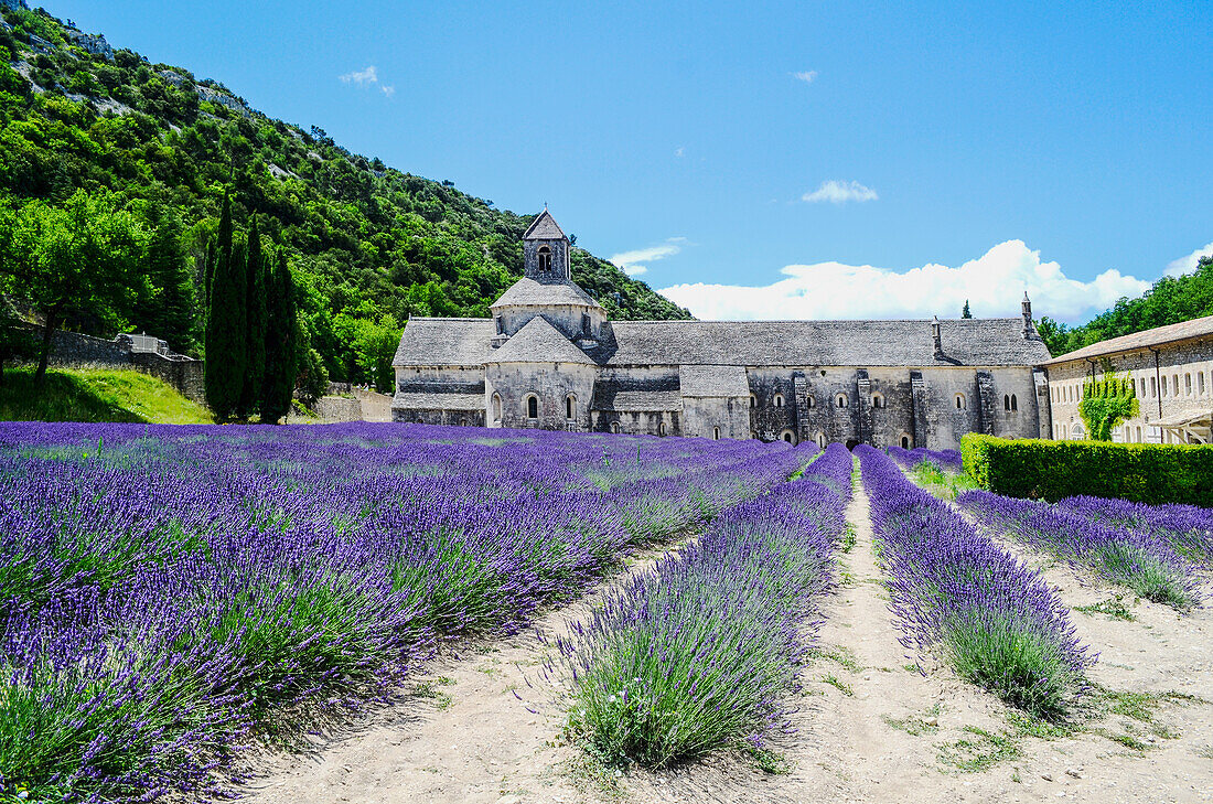 Abtei von Sénanque, Abbaye Notre-Dame de Sénanque, Klosterkirche, Luberon, Provence, Frankreich zur Lavendelblüte
