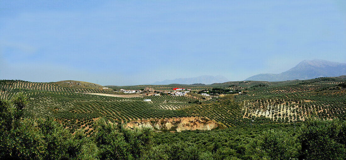 Olivenhaine, in Andalusien, in der Olivenprovinz Jaen, Spanien