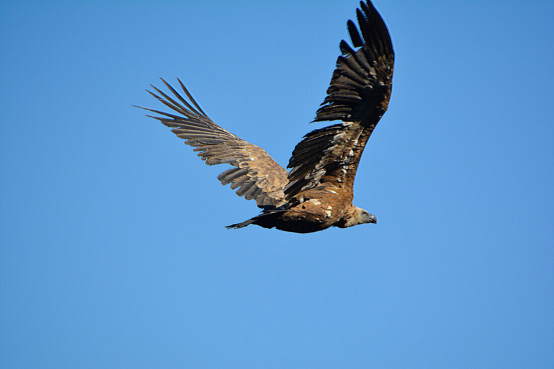 Black Vulture, in flight, in Monfragüe National Park, Extremadura, Spain