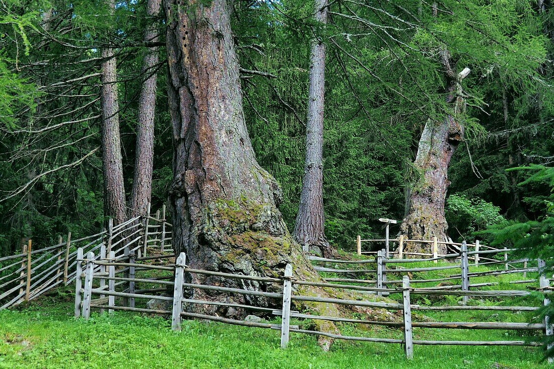 the old 3 larch trees at St. Gertrude in the upper Ultental, South Tyrol, Italy