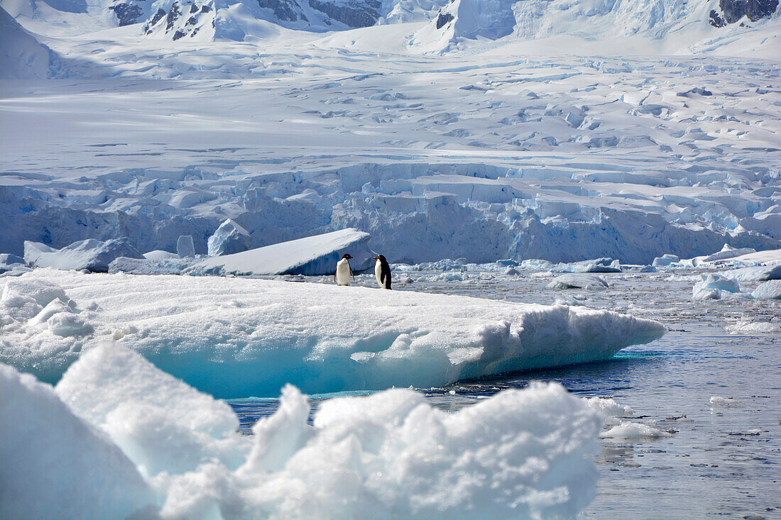 Antarktis; antarktische Halbinsel bei Yalour Island; zwei Adeliepinguine auf einem flachen Eisberg; im Hintergrund ein im Meer endender Gletscher; Eisschollen und Eisberge treiben vor der Küste