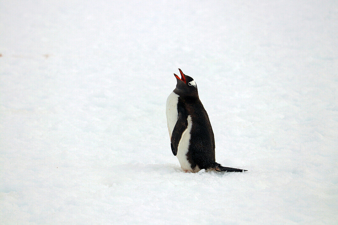 Antarctic; Antarctic Peninsula; Peterman Island; lonely gentoo penguin
