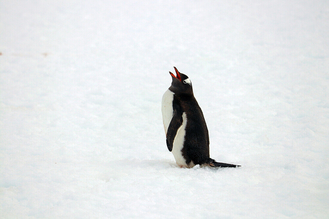 Antarktis; antarktische Halbinsel; Petermann Island; einsamer Eselspinguin