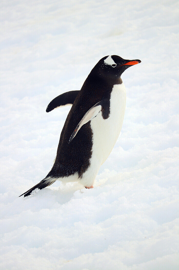 Antarctic; Antarctic Peninsula; Peterman Island; Gentoo penguin traveling alone