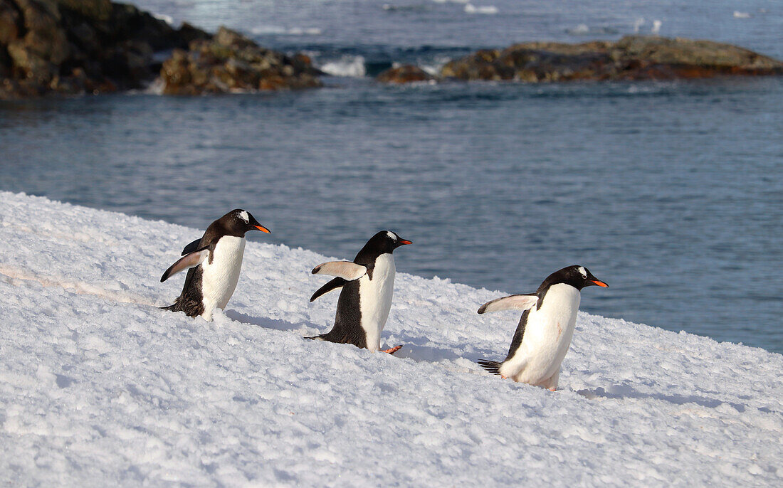 Antarktis; antarktische Halbinse; Petermann Island; drei Eselspinguine unterwegs zum Wasser