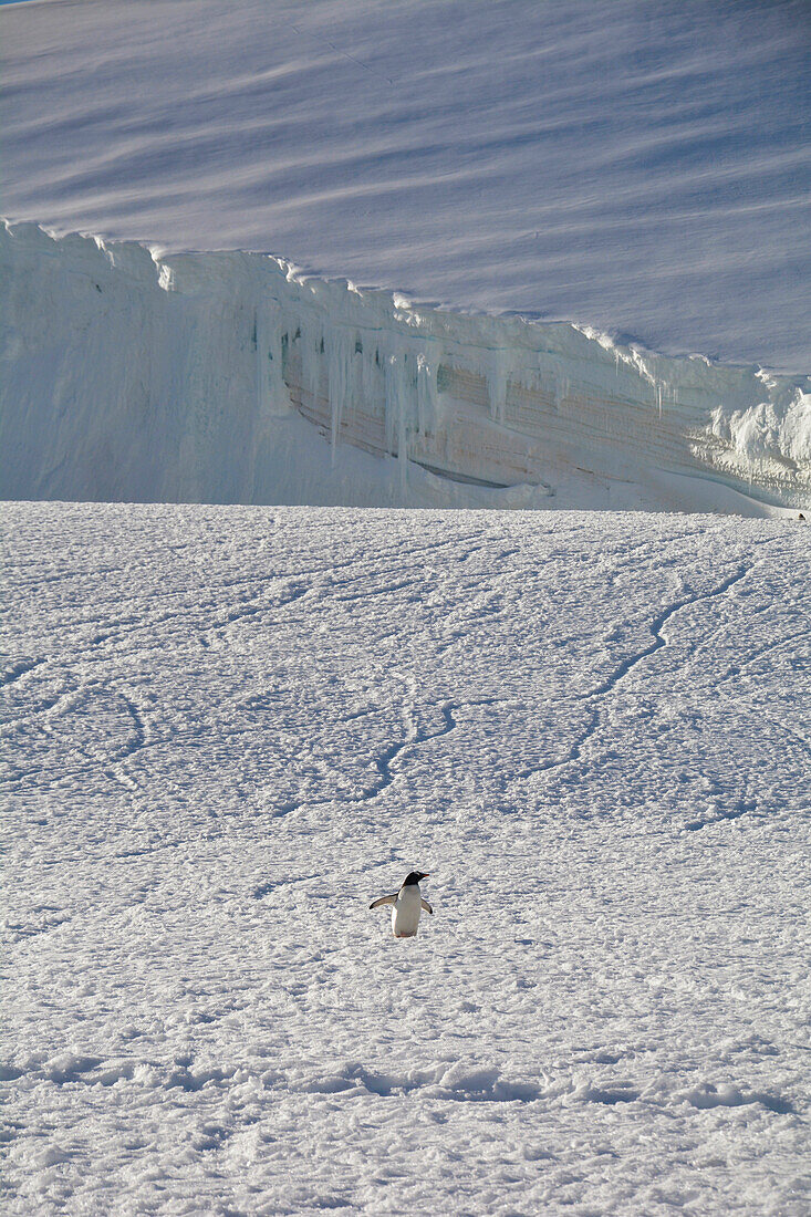 Antarktis; antarktische Halbinsel; Petermann Island; einsamer Eselspinguin auf dem Weg zum Meer; Gletscher und Eis