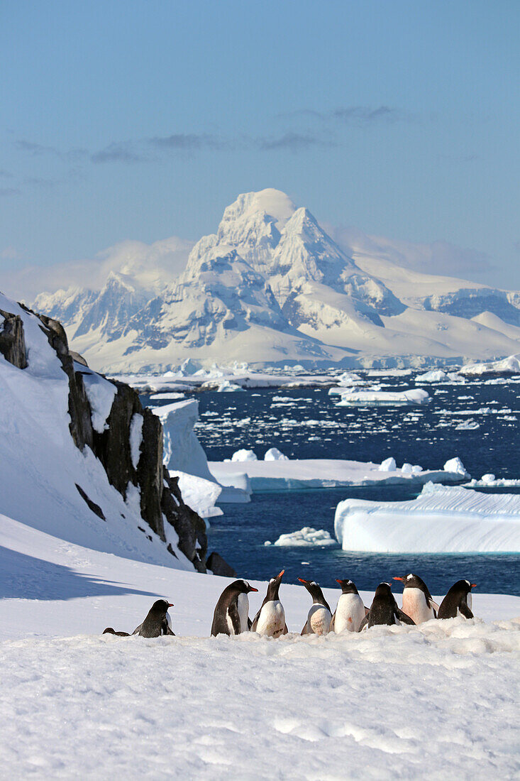 Antarctic; Antarctic Peninsula; Port Charcot; a group of gentoo penguins in the snow; in the background mountains and icebergs