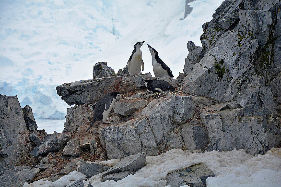 Antarctic; Antarctic Peninsula at Orne Harbour; Chinstrap penguins on a rock