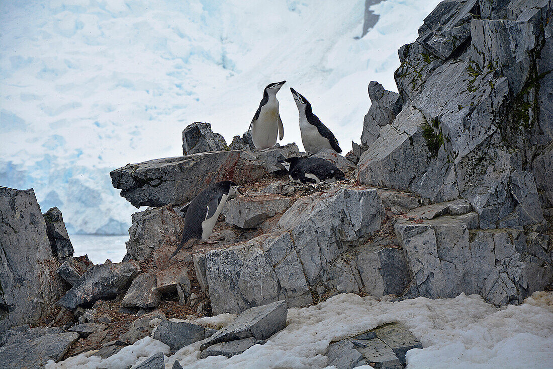 Antarktis; antarktische Halbinsel bei Orne Harbour; Zügelpinguine auf einem Felsen