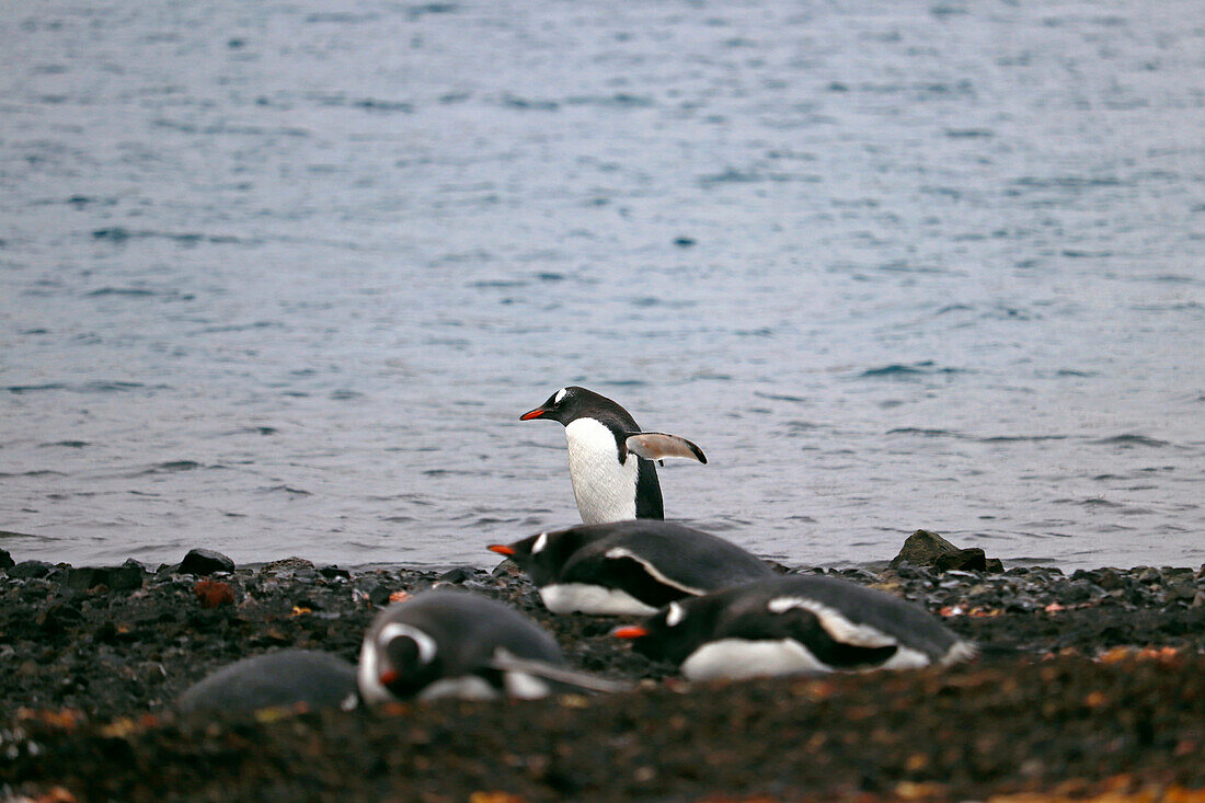 Antarctic; south Shetland Islands; Deception Island; Phone Bay; Gentoo penguins on the shore of the bay