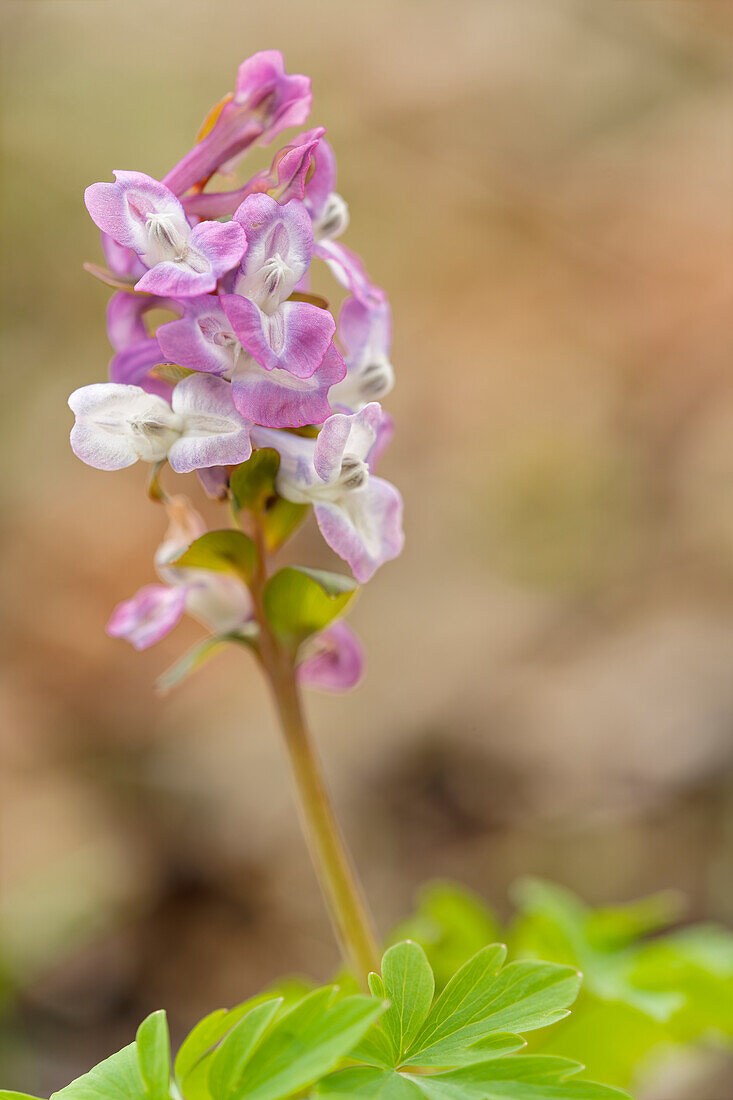 Hohle Lerchensporn, Corydalis cava, Hohlknolliger Lerchensporn