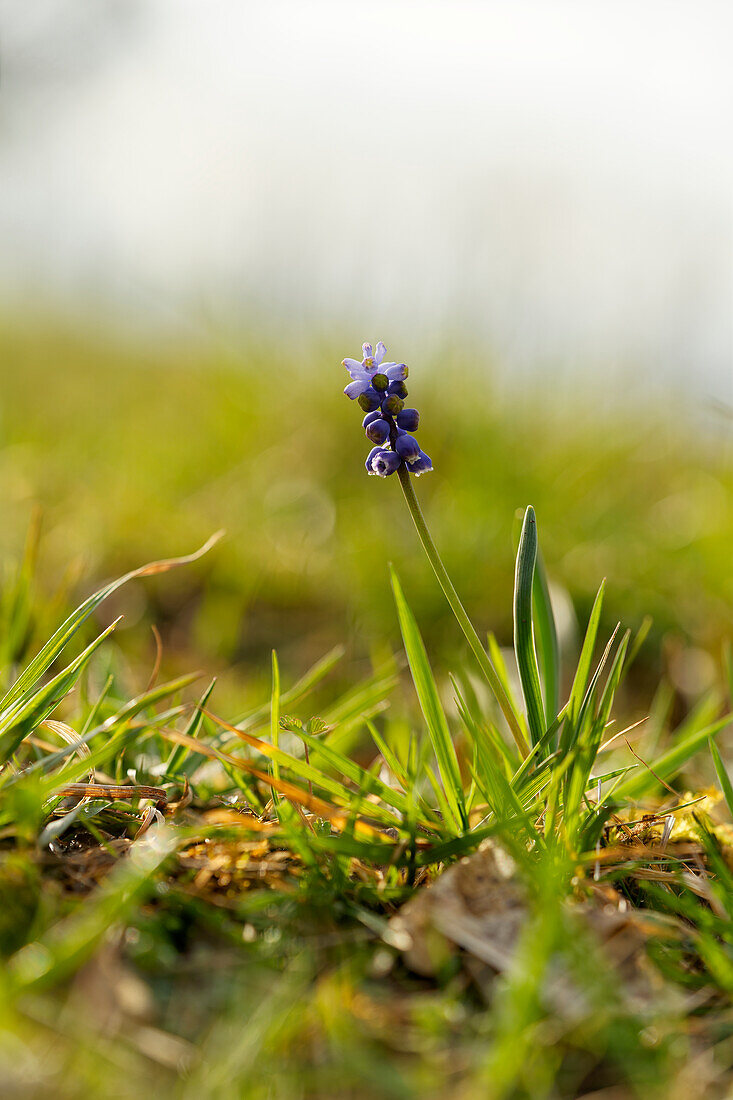 Small grape hyacinth, Muscari botryoides