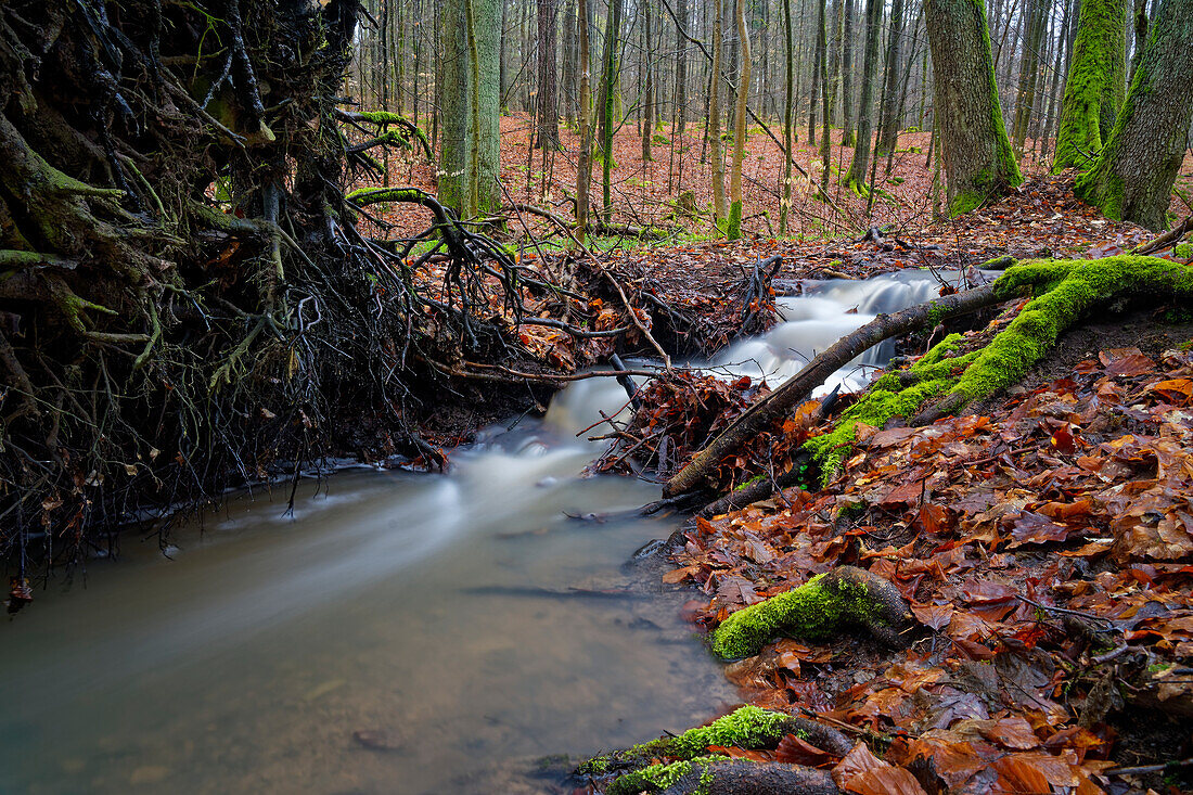 Der Erlesbach im Waldschutzgebiet Wotansborn im Naturpark Steigerwald, Rauhenebrach, Landkreis Haßberge, Unterfranken, Franken,  Deutschland