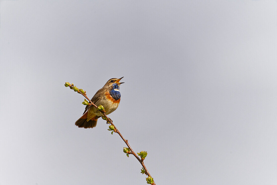 White-starred Bluethroat, Luscinia svecica cyanecula, Bluethroat, Luscinia svecica