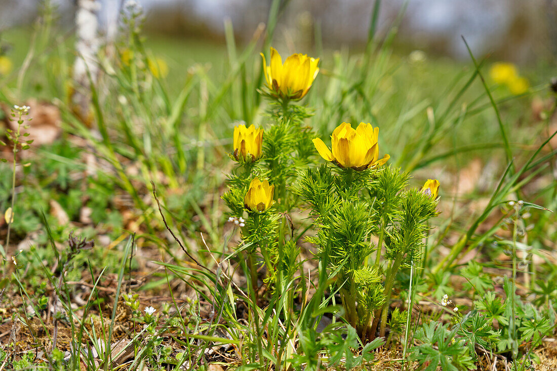 Spring Adonis, Spring Adonis, Adonis vernalis