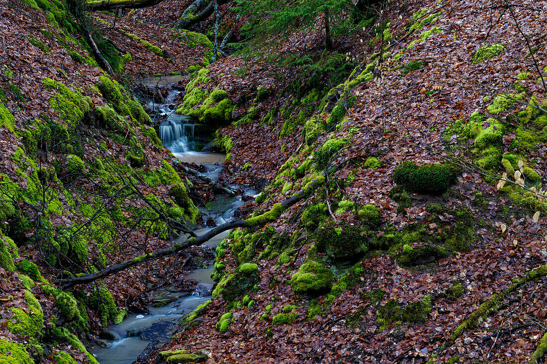Der Erlesbach im Waldschutzgebiet Wotansborn im Naturpark Steigerwald, Rauhenebrach, Landkreis Haßberge, Unterfranken, Franken,  Deutschland