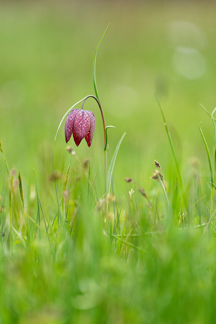 Chess flower, also checkerboard flower or lapwing egg, Fritillaria meleagris