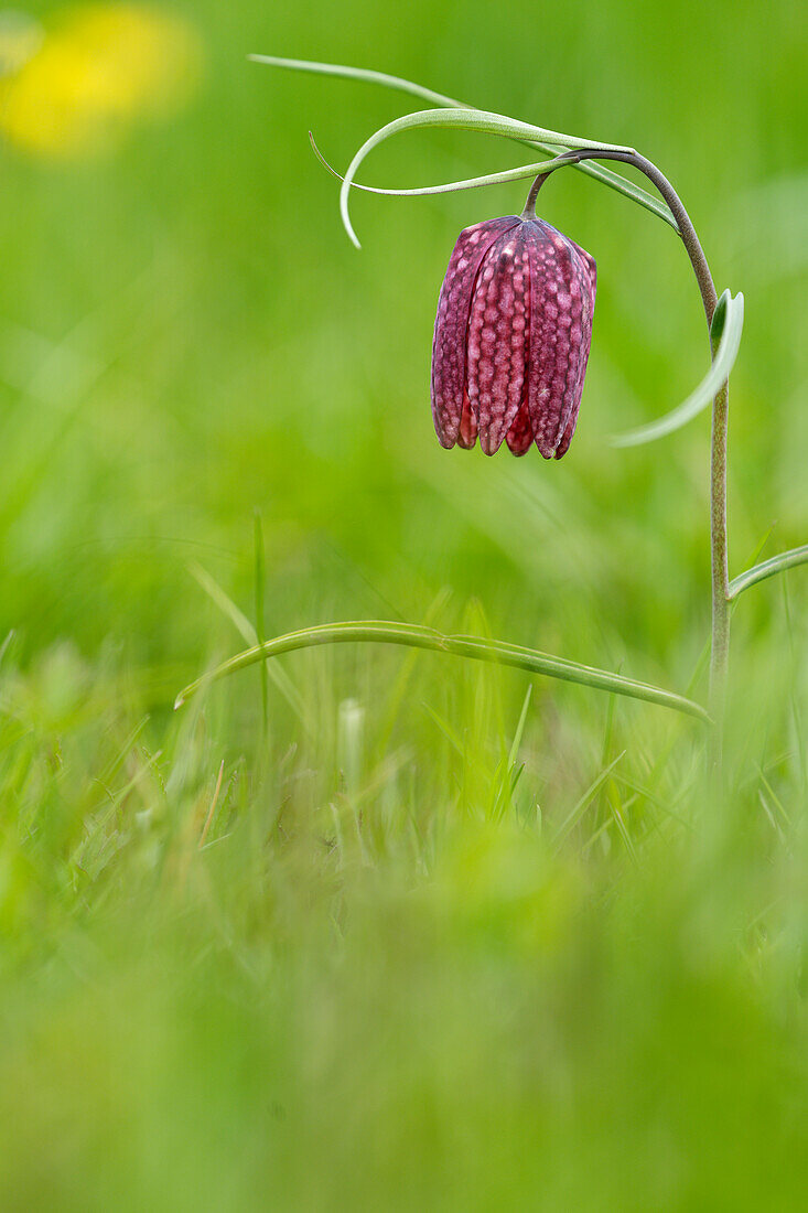 Chess flower, also checkerboard flower or lapwing egg, Fritillaria meleagris