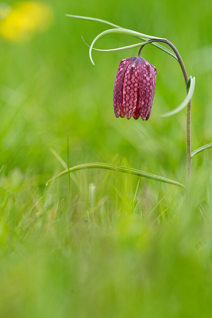 Schachblume, auch Schachbrettblume oder Kiebitzei, Fritillaria meleagris