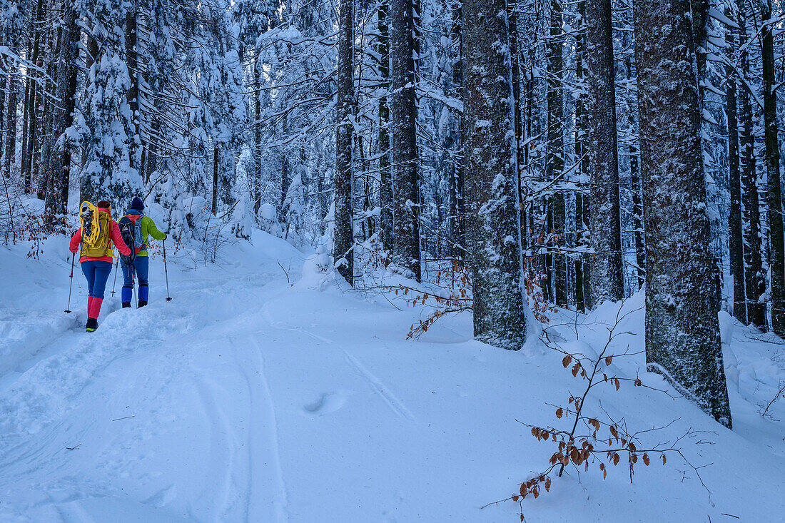 Man and woman hiking in winter climbing through snow-covered forest to the Arber, Großer Arber, Bavarian Forest, Lower Bavaria, Bavaria, Germany