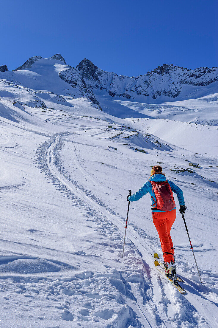 Frau auf Skitour steigt zur Roßkarscharte auf, Gabler und Reichenspitze im Hintergrund, Zittauer Hütte, Nationalpark Hohe Tauern, Zillertaler Alpen, Tirol, Österreich