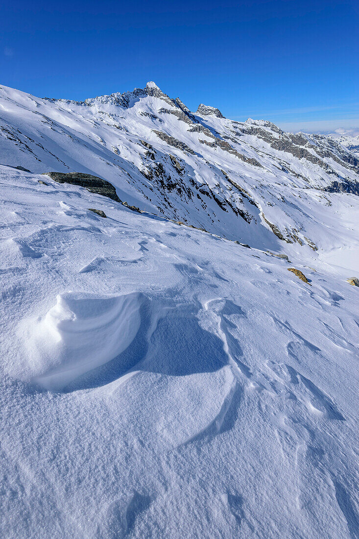 Schneegangeln mit Sichelkopf im Hintergrund, Zittauer Hütte, Nationalpark Hohe Tauern, Zillertaler Alpen, Tirol, Österreich