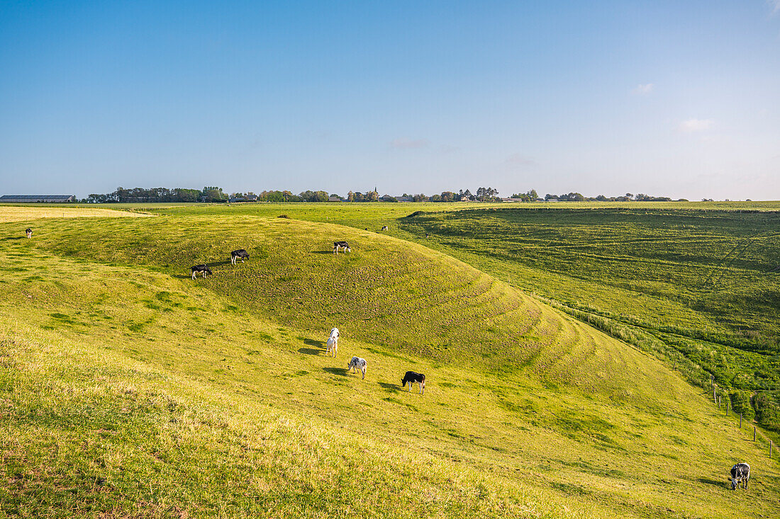 Kühe auf einer Weide in Freilandhaltung, Normandie, Frankreich