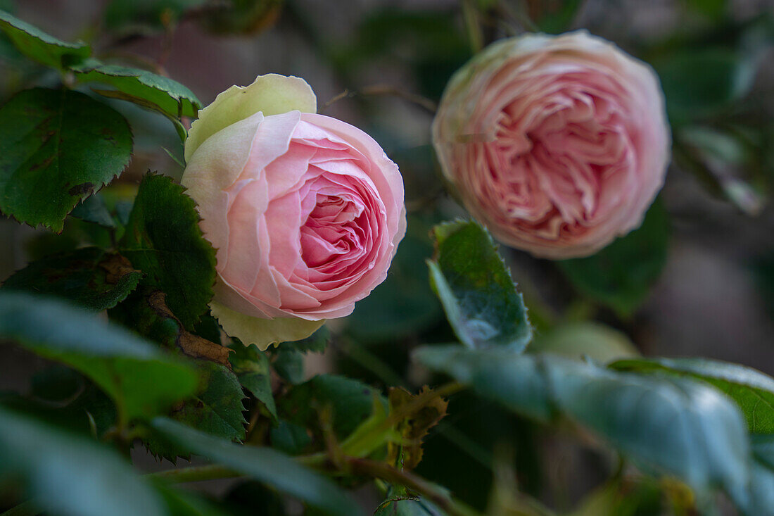 France, Seine Maritime, Pays de Caux, Côte d'Albatre (Alabaster Coast), Veules les Roses, The most beautiful villages in France, the village of Veules les Roses is crossed by Veules, the famous river for the short length of its course (1100 m); Roses in the village