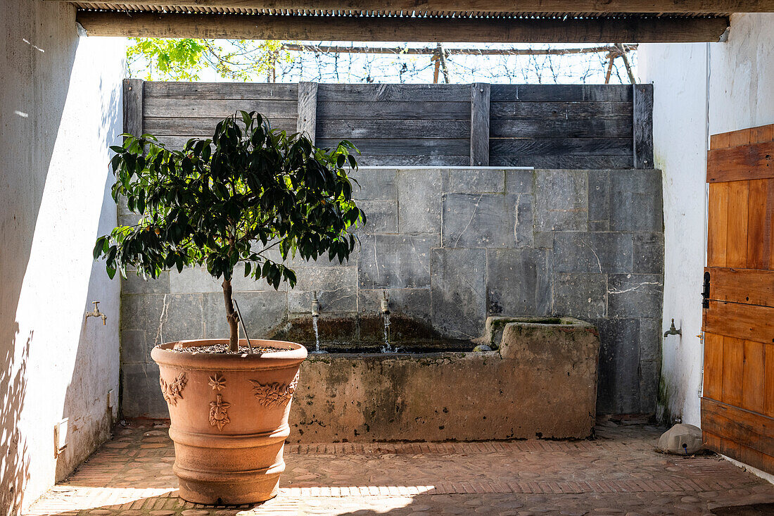 Potted plant at Babylonstoren, old farm, wine farm, Franschhoek, Western Cape Province, Stellenbosch, Cape Winelands, South Africa, Africa