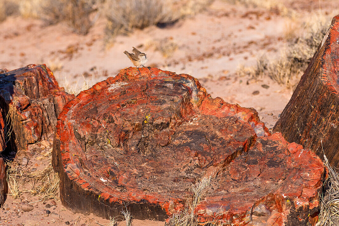 A petrified tree stump in the petrified Forest National Park in Arizona.