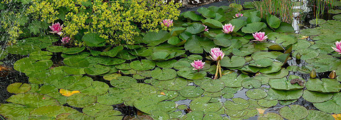 Claude Monet would be happy. Blooming water lilies after a rain, Bonn, North Rhine-Westphalia