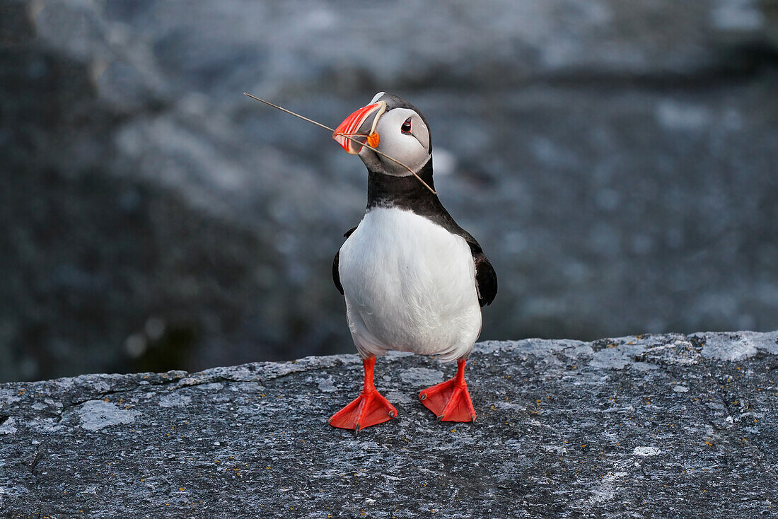 Norway, Runde bird island, puffin with nesting material