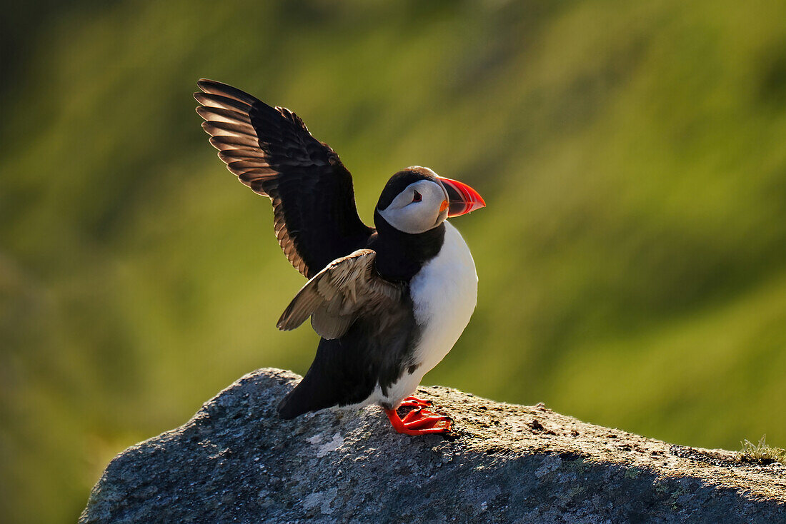 Norway, bird island Runde, puffins