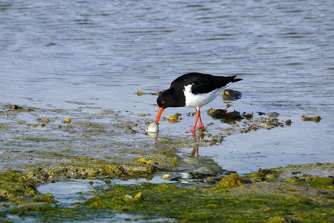 Norway, oystercatchers at the Torghatten campsite