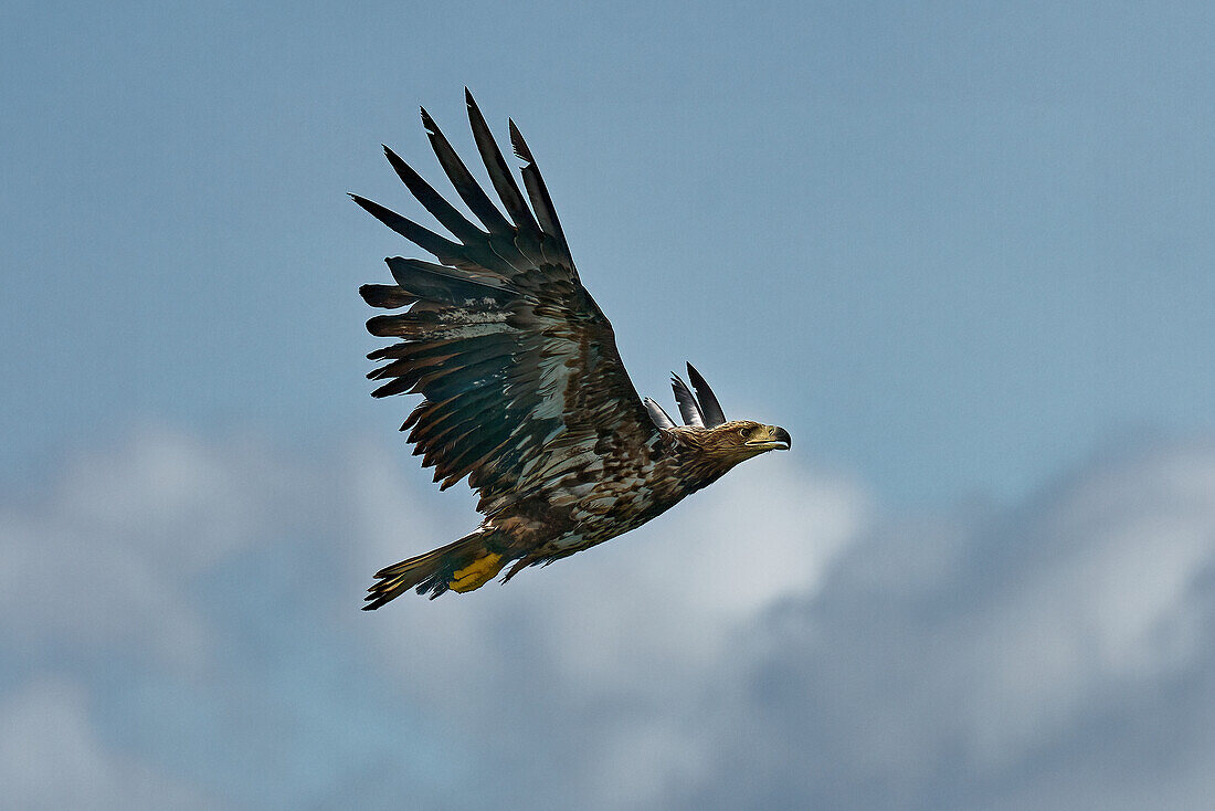 Norway, Lofoten, capital Svolvær, sea eagle safari in the Trollfjord