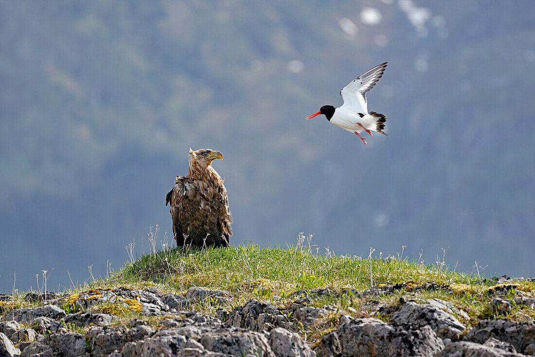 Norway, Lofoten, capital Svolvær, sea eagle safari in the Trollfjord