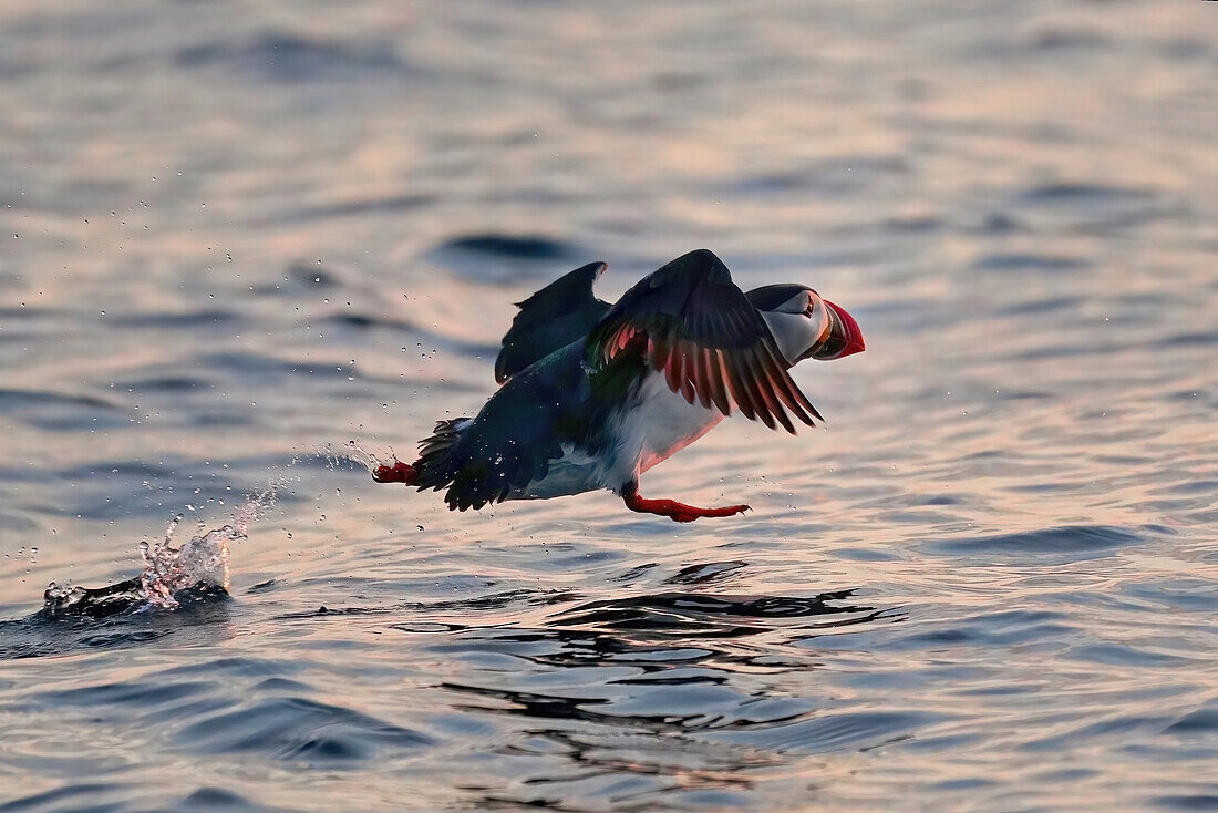 Norway, Vesteralen, Bleiksøya bird island, midnight whale safari, puffins taking off