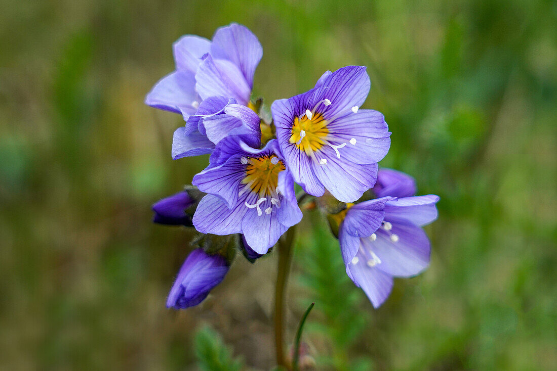 Norwegen, Troms og Finnmark, Küstendorf Bugøynes, Pflanzenrarität Nördliche Jakobsleiter (Polemonium Boreale)