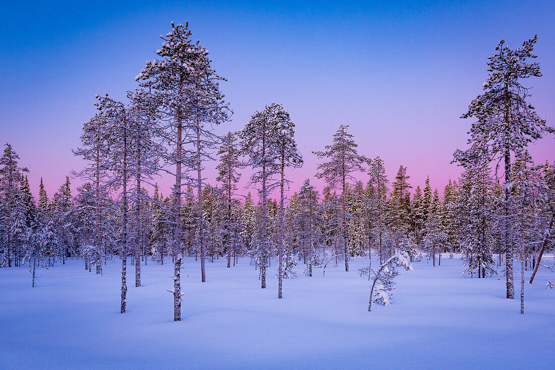 Morgendämmerung in Pastell; Wald im Winter in Finnland, Ylläsjärvi