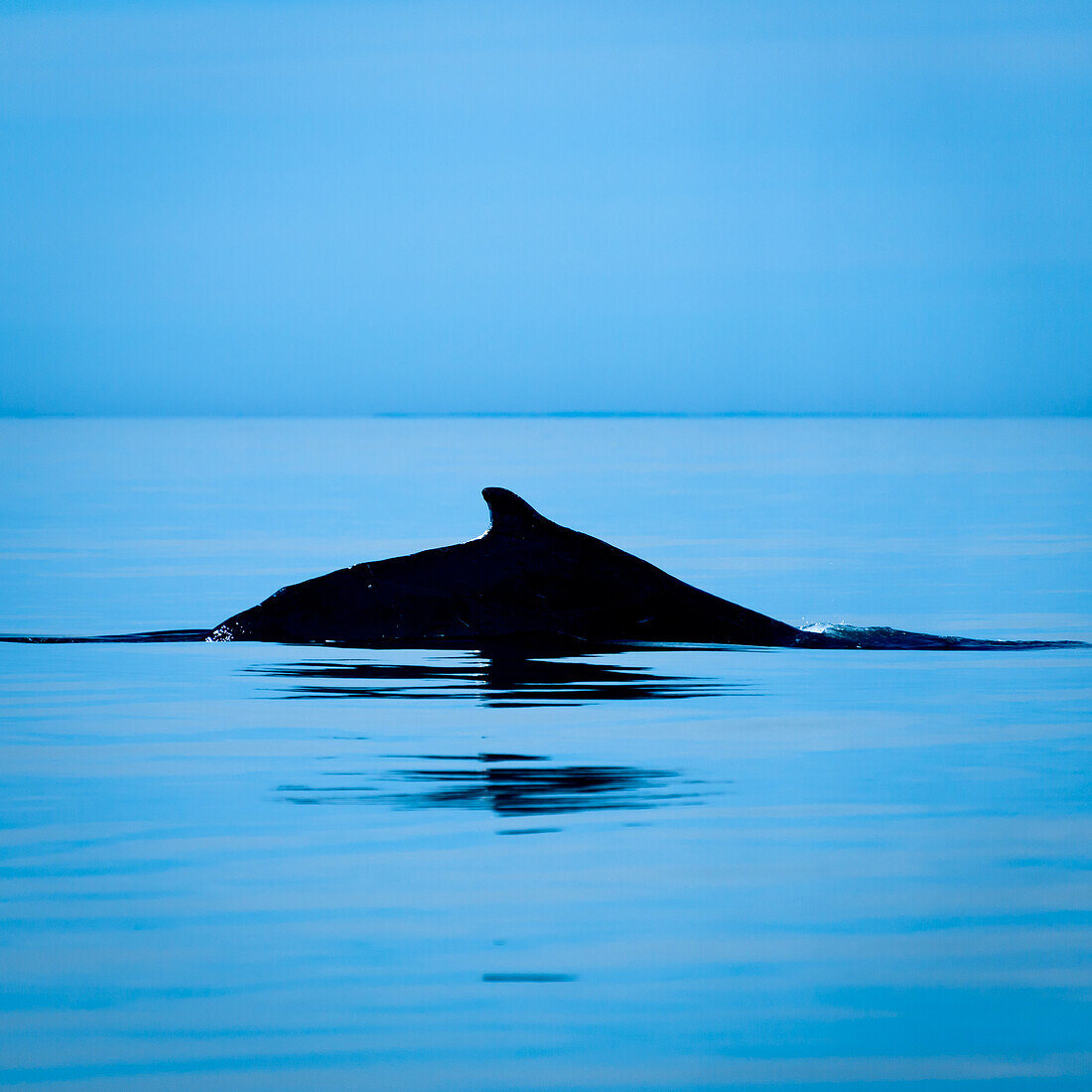 The elegance of a humpback whale; Canada, Nova Scotia, Bay of Fundy
