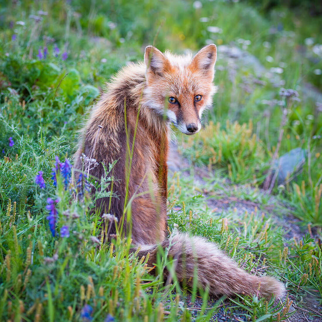 Keine Menschenscheu; Fuchs in einer Wiese, Kanada, Neufundland