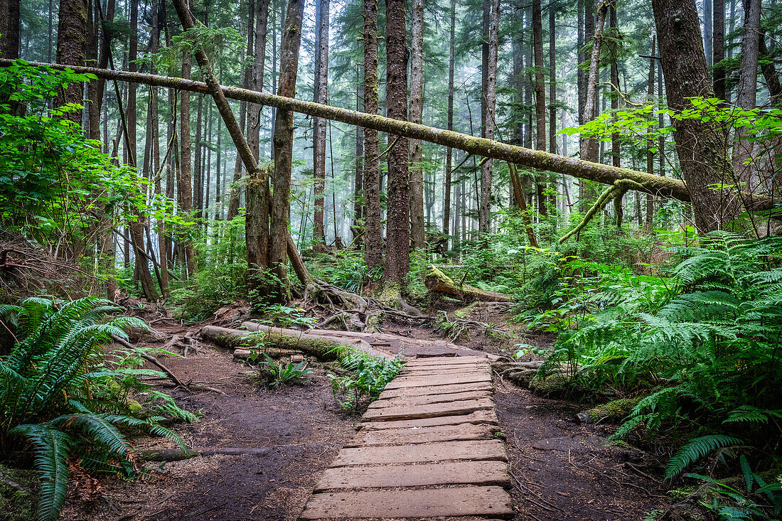 Lonely paths; Canada, British Columbia, Vancouver Island